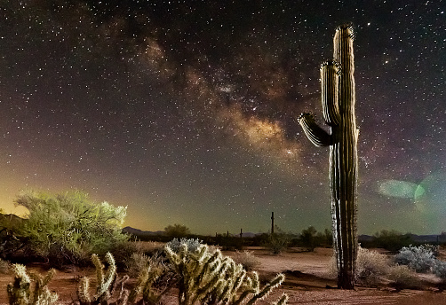 A strobe lit sahuaro cactus is among the partially moonlit Sonoran Desert landscape, on this southern Arizona, summer night.