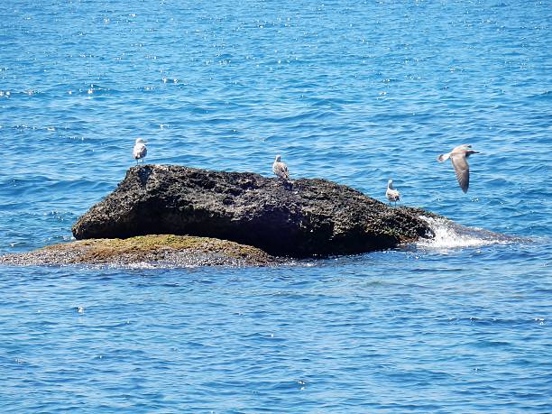 istock Gallipoli - Seagulls on the Cliff 583855056