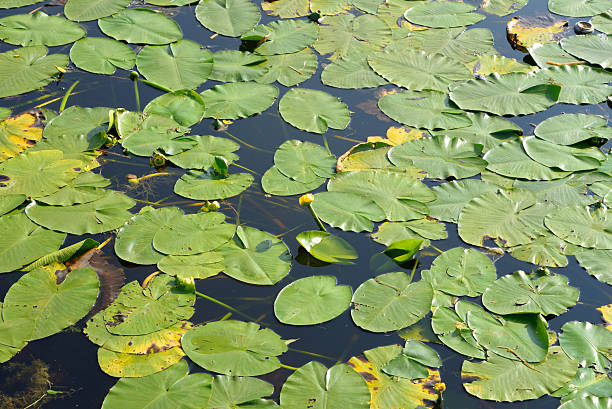 istock Yellow water-lily in the pond. 583855260
