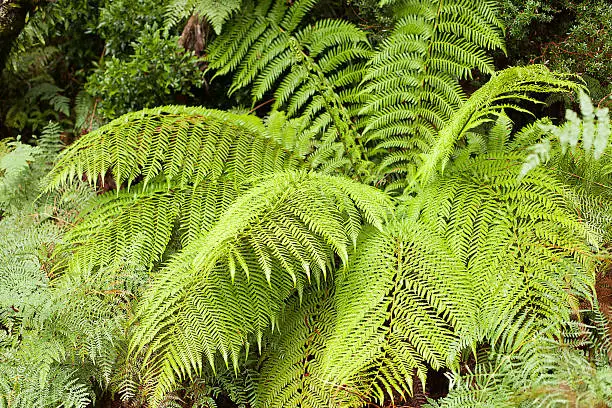 View of mature Tasmanian tree Ferns, known as the Soft Tree Fern, Man Fern or Tasmanian Tree Fern, it is an evergreen tree fern native to parts of Australia