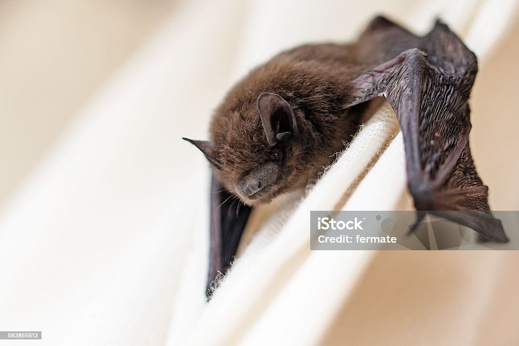 common pipistrelle (Pipistrellus pipistrellus) a small bat common pipistrelle (Pipistrellus pipistrellus) a small bat has strayed into the room and climbs on a white curtain, closeup with copy space, selected focus, narrow depth of field Bat - Animal Stock Photo
