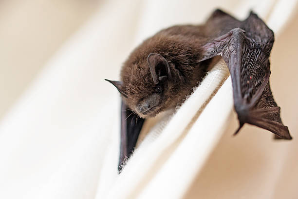 common pipistrelle (Pipistrellus pipistrellus) a small bat common pipistrelle (Pipistrellus pipistrellus) a small bat has strayed into the room and climbs on a white curtain, closeup with copy space, selected focus, narrow depth of field bat stock pictures, royalty-free photos & images