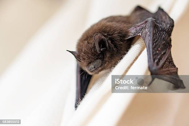 Common Pipistrelle A Small Bat Stock Photo - Download Image Now