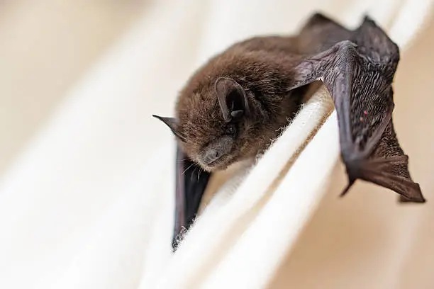 common pipistrelle (Pipistrellus pipistrellus) a small bat has strayed into the room and climbs on a white curtain, closeup with copy space, selected focus, narrow depth of field