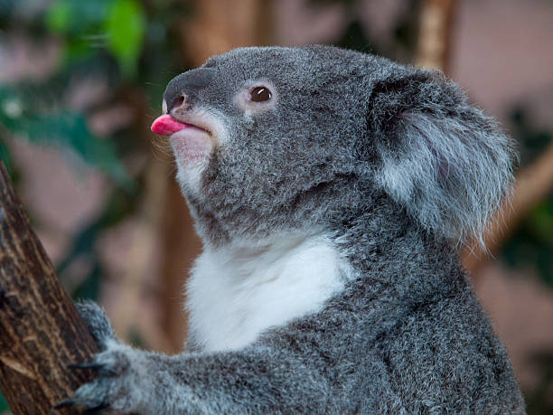 Funny koala bear showing his tongue stock photo