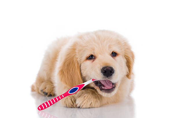 Golden retriever  brushing his teeth looking straight isolated o stock photo