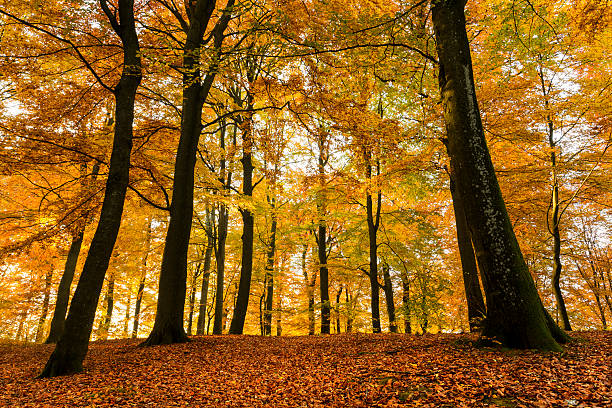istock Autumn Road And Forest Landscape 583856270