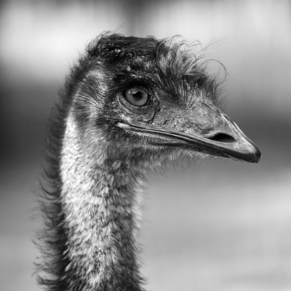 Ostrich Head Close Up.
