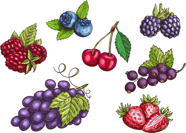 ilustraciones, imágenes clip art, dibujos animados e iconos de stock de conjunto de frutas de bayas, bocetos de color - blackberry blueberry raspberry fruit