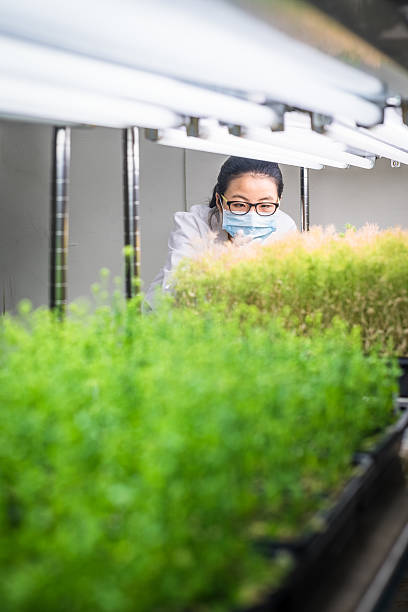 istock Female scientist examine transgenic plants in the growth chamber 583858164