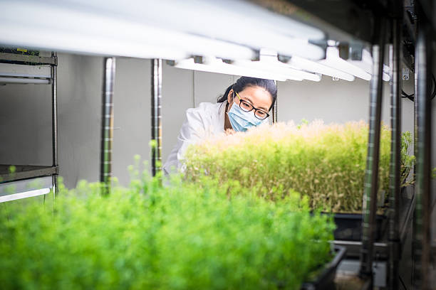 une scientifique examine des plantes transgéniques dans la chambre de croissance - agriculture greenhouse research science photos et images de collection