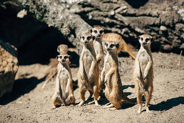 istock large meercats family 583858204