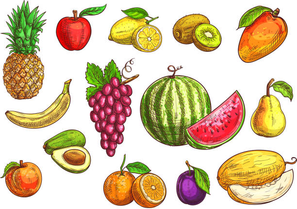 ilustraciones, imágenes clip art, dibujos animados e iconos de stock de boceto dibujado a mano de frutas tropicales y exóticas. - apple sign food silhouette