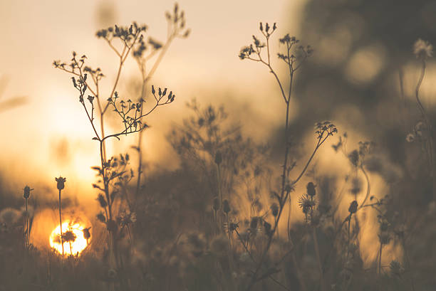 istock flower sunset, image filtered vintage 583859142
