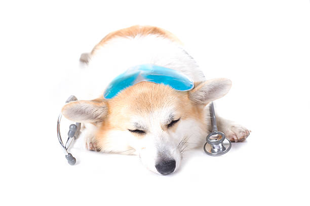 corgi pies z lodem i stetoskopem na głowie - ice pack ice headache bag zdjęcia i obrazy z banku zdjęć