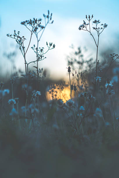 istock flower sunset, image filtered vintage 583859270