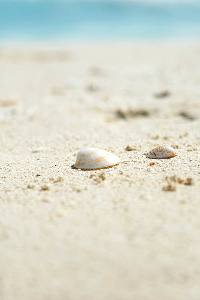 Sea Shell by the beach stock photo