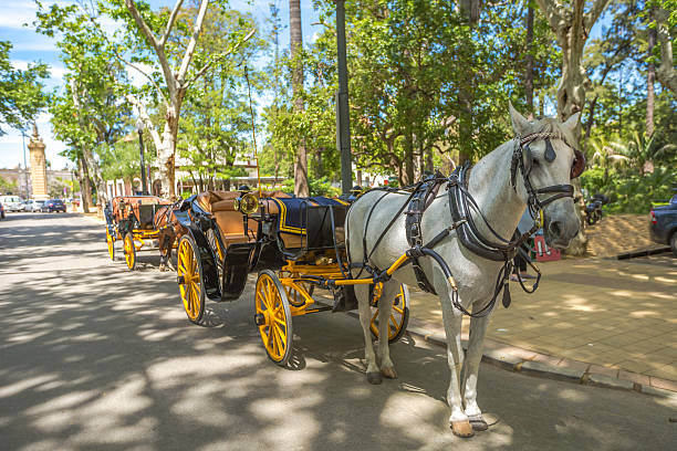 istock Horse carriage in Seville 583859526