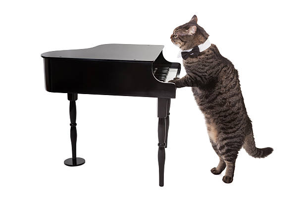 gato tocando el piano de juguete - pianist grand piano piano playing fotografías e imágenes de stock