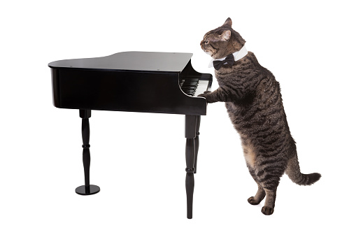 Tabby cat wearing tuxedo collar costume playing a toy grand piano isolated on white background