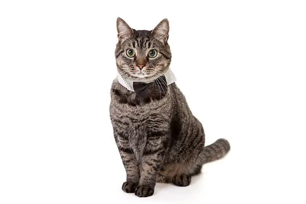 Tabby cat standing wearing tuxedo collar bowtie costume isolated on white background