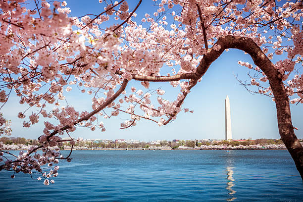 monumento a washington sotto alberi di fiori di ciliegio - cherry blossom cherry tree tree washington dc foto e immagini stock