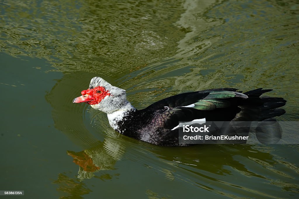 Domestic Muscovy Duck Stock Photo - Download Image Now - Animal
