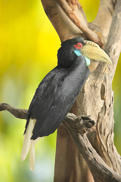 istock Wreathed hornbill 583861358
