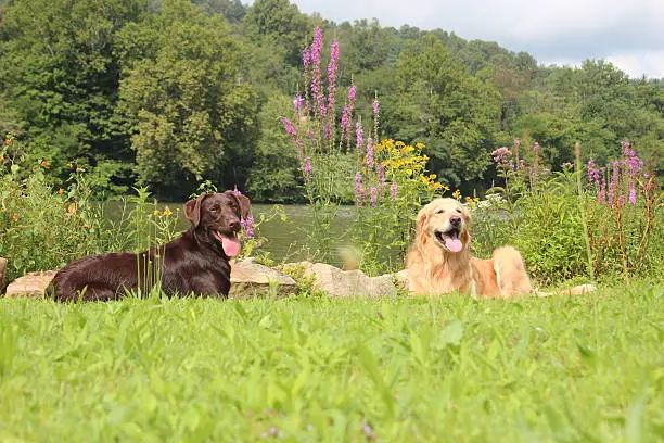 Photo of Lab and Golden by the river