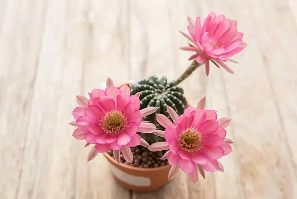 cactus flower,Echinopsis cactus flower,pink cactus flower,selected focus