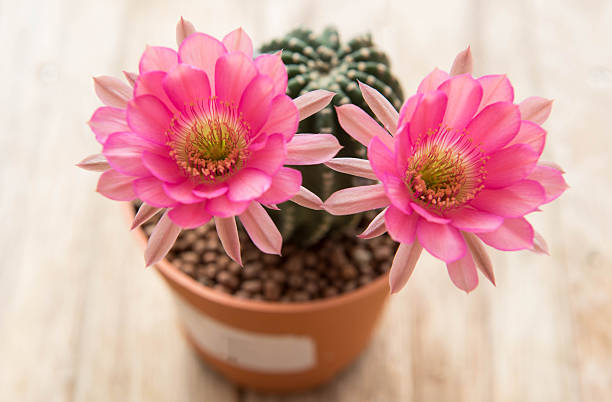 cactus flower,echinopsis cactus flower,pink cactus flower, - cactaceous imagens e fotografias de stock