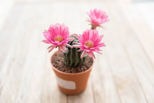 cactus flower,Echinopsis cactus flower,pink cactus flower,selected focus