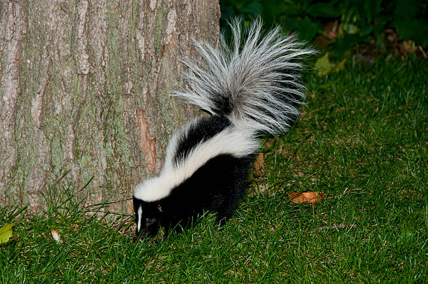 skunk во дворе - skunk стоковые фото и изображения