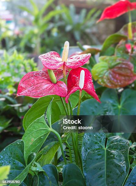 Flamingo Flower In The Garden Stock Photo - Download Image Now - Anthurium, Bizarre, Blossom