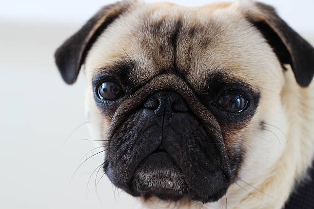 パグかわいい顔 - dog overweight pleading begging ストックフォトと画像