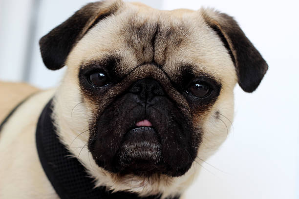 Pug dog portrait stock photo