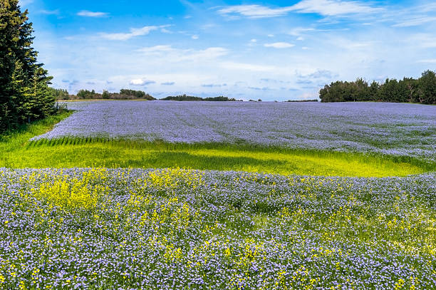 Blue flax lax field stock photo