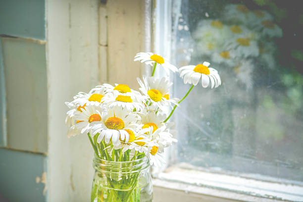 istock daisies in a glass jar near window 583959972