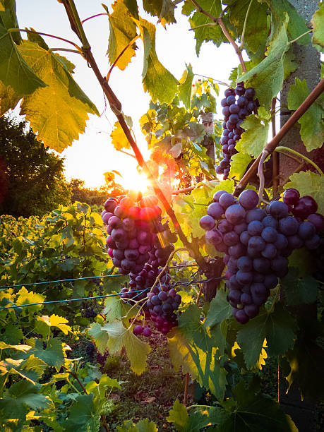 Grapes in a vineyard