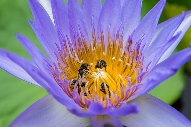 istock Colorful water lily in Bangkok, Thailand 583960800
