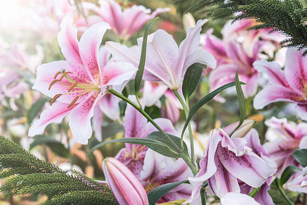istock Pink lilies in the garden 583961566
