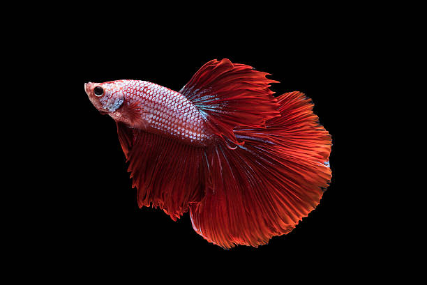 Red Halfmoon Betta splendens or siamese fighting fish isolated Red Halfmoon Betta splendens or siamese fighting fish isolated on black background included clipping path, Plakat Thailand white halfmoon betta splendens fish stock pictures, royalty-free photos & images