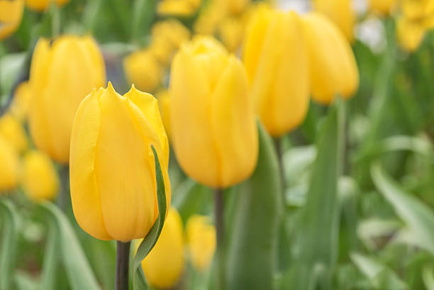 istock Yellow tulip in flowerbed in Springtime at Rayong 583961626