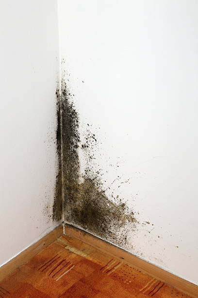 istock interior fungus stain on the white wall corner 583961724