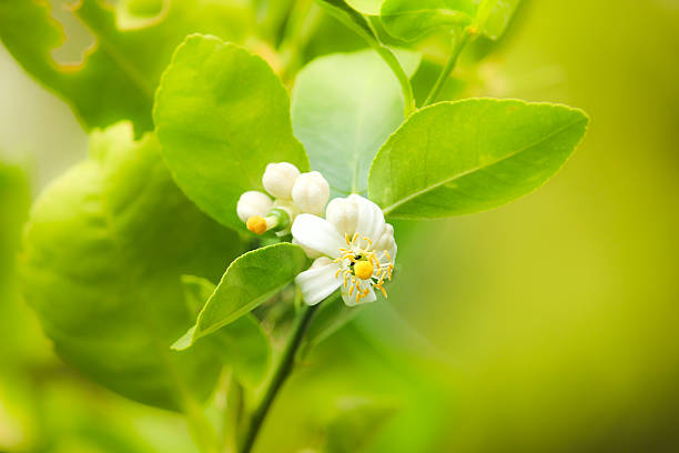 istock Whtie flower of lemon tree 583962466