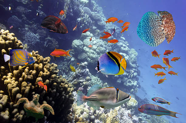 istock Coral Reef and Tropical Fish in the Red Sea, Egypt 583964382