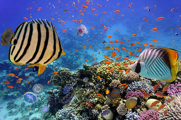 istock Coral reef with fire coral and exotic fishes 583964742