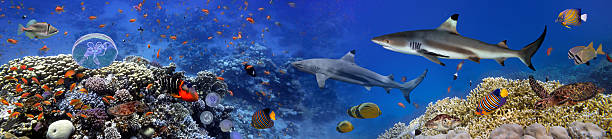istock Panorama of marine species 583965034