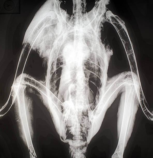 istock X-ray image of a bird. 583965068