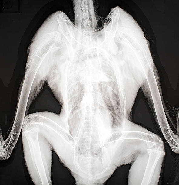 istock X-ray image of a bird. 583965092